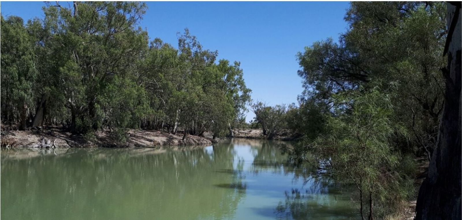 Blue-green algae in river banner image